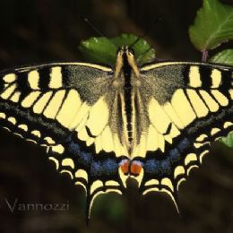 Papilio macaon