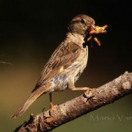 Passera lagia - imbeccata