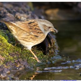 Passera scopaiola nei pressi dell'acqua