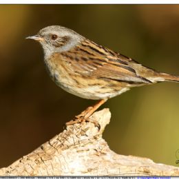 Passera scopaiola - profilo