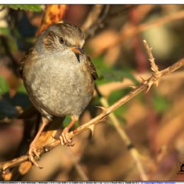 Passera scopaiola ...vanitosa