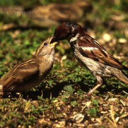 Passeri - cure paterne