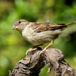 Passero domestico_wall