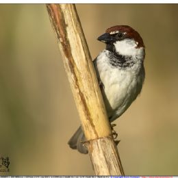 Passero d'Italia maschio