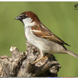 Passero d'Italia maschio