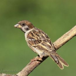 Passero mattugia giov.