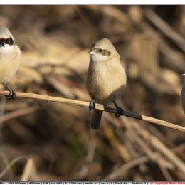 Pendolino...due maschi ed una femmina