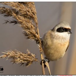 Pendolino maschio su cannella