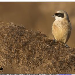 Pendolino su cannella