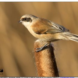 Pendolino femmina su biodo