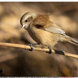 Pendolino femmina al vento