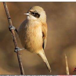 Pendolino maschio giovane