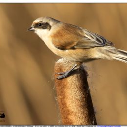 Pendolino maschio giovane
