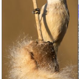 Pendolino su biodo esploso