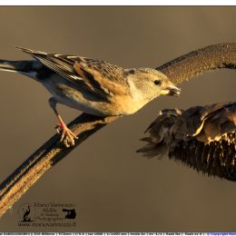 Peppola femmina su girasole