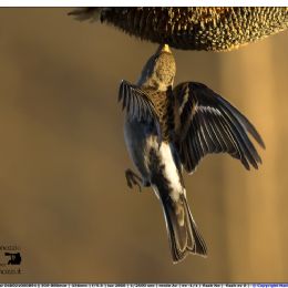 altro attacco al girasole