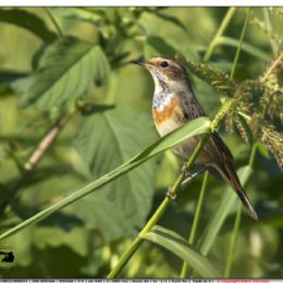 Pettazzurro maschio su posatoio