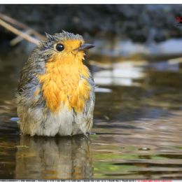 Pettirosso in piscina