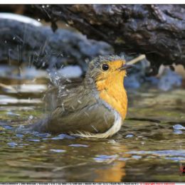 Pettirosso...toilette