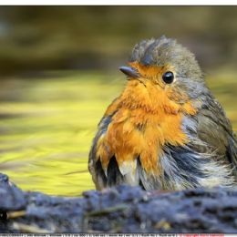 Pettirosso in piscina