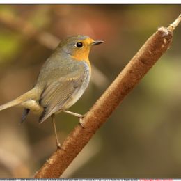 Pettirosso su biodolo