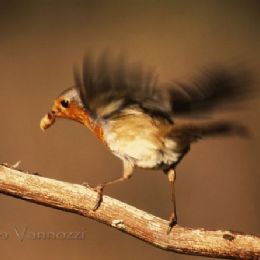 Pettirosso con preda