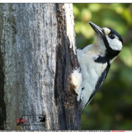 Picchio rosso maggiore