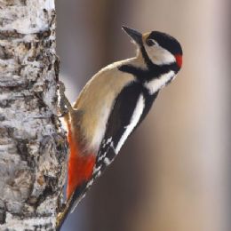 Picchio rosso magg_2