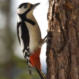 Picchio rosso magg_3