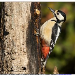 Picchio rosso maggiore femmina