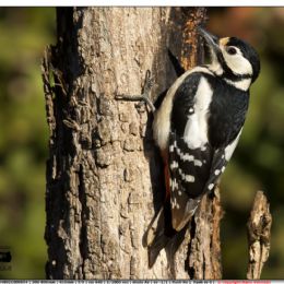 Picchio rosso maggiore femmina