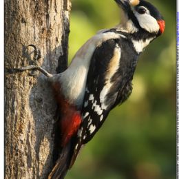 Picchio rosso maggiore maschio