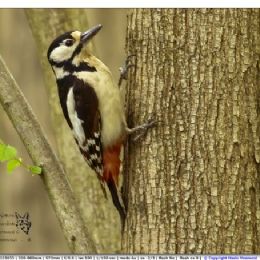 Picchio rosso maggiore