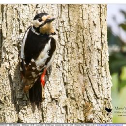 Picchio rosso maggiore