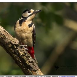 Picchio rosso maggiore