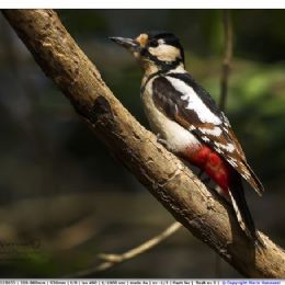 Picchio rosso maggiore