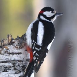 Picchio rosso maggiore