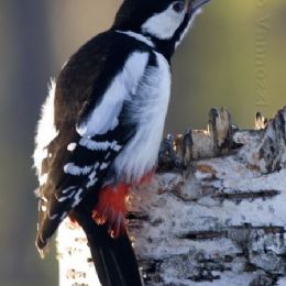 Picchio rosso maggiore