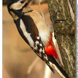 Picchio rosso maggiore