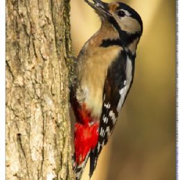 Picchio rosso maggiore