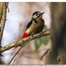 Picchio rosso maggiore