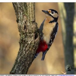 Picchio rosso maggiore