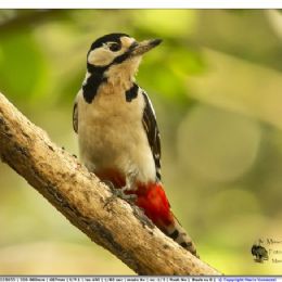 Picchio rosso maggiore