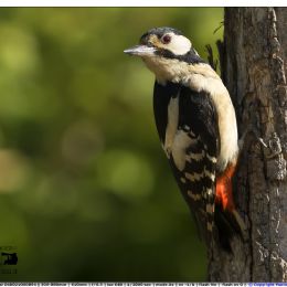 Picchio rosso maggiore femmina