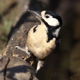 Picchio rosso maggiore femmina