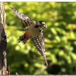 Picchio rosso maggiore in volo