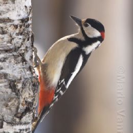 Picchio rosso maggiore