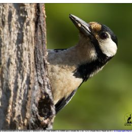 Picchio rosso maggiore - ritratto 2