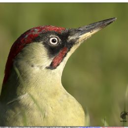 Picchio verde ritratto