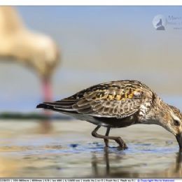 Piovanello pancianera